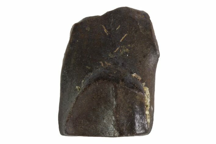 Triceratops Shed Tooth - Montana #93126